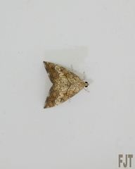 Scybalistodes periculosalis