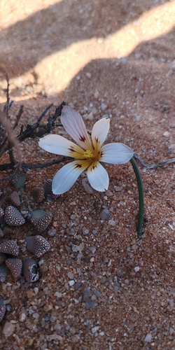 Romulea atrandra