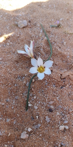 Romulea atrandra