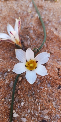 Romulea atrandra