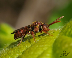 Nomada