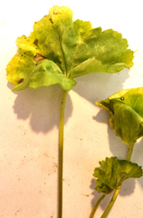 Pelargonium zonale