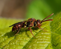 Nomada