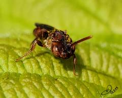 Nomada