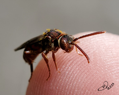 Nomada