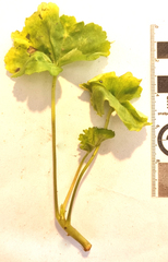 Pelargonium zonale