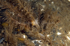 Cuthonella concinna