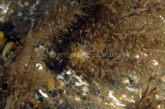 Cuthonella concinna