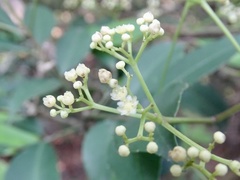 Turpinia montana