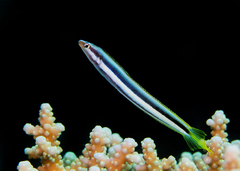 Aspidontus dussumieri