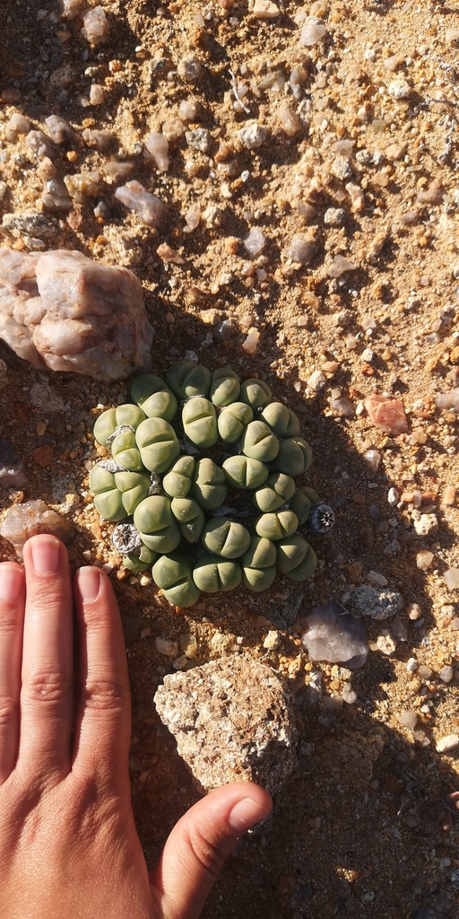 Vanheerdea primosii, Namakwa, ZA-NC, ZA
