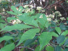 Turpinia montana