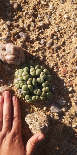 Vanheerdea primosii