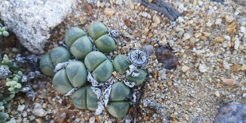 Vanheerdea primosii