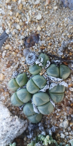 Vanheerdea primosii