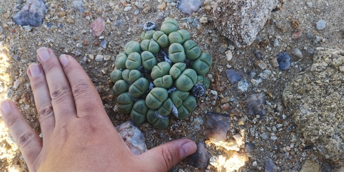 Vanheerdea primosii