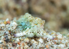 Plakobranchus ocellatus