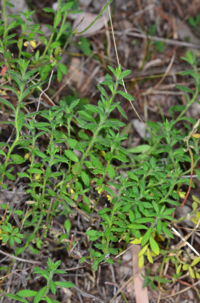 hill raspwort from Tonderburine NSW 2828, Australia on September 27 ...