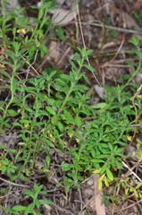 Gonocarpus elatus