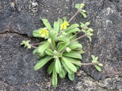 Lysimachia alpestris
