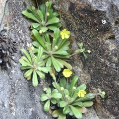 Lysimachia alpestris