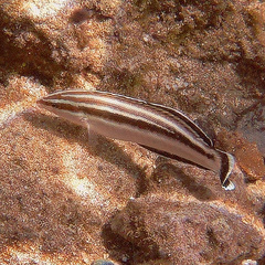 Coris flavovittata