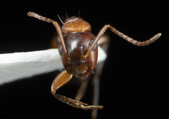Camponotus essigi