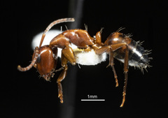 Camponotus essigi