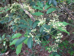 Turpinia montana