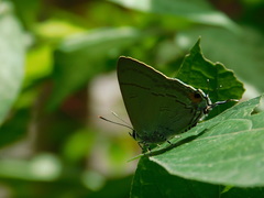 Hypolycaena erylus