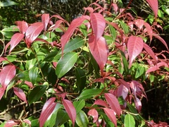 Pentaphylax euryoides