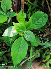 Asystasia dalzelliana