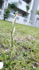 Spiranthes sinensis