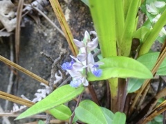 Polygala hongkongensis