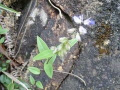 Polygala hongkongensis