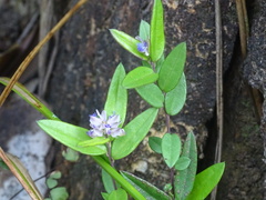 Polygala hongkongensis