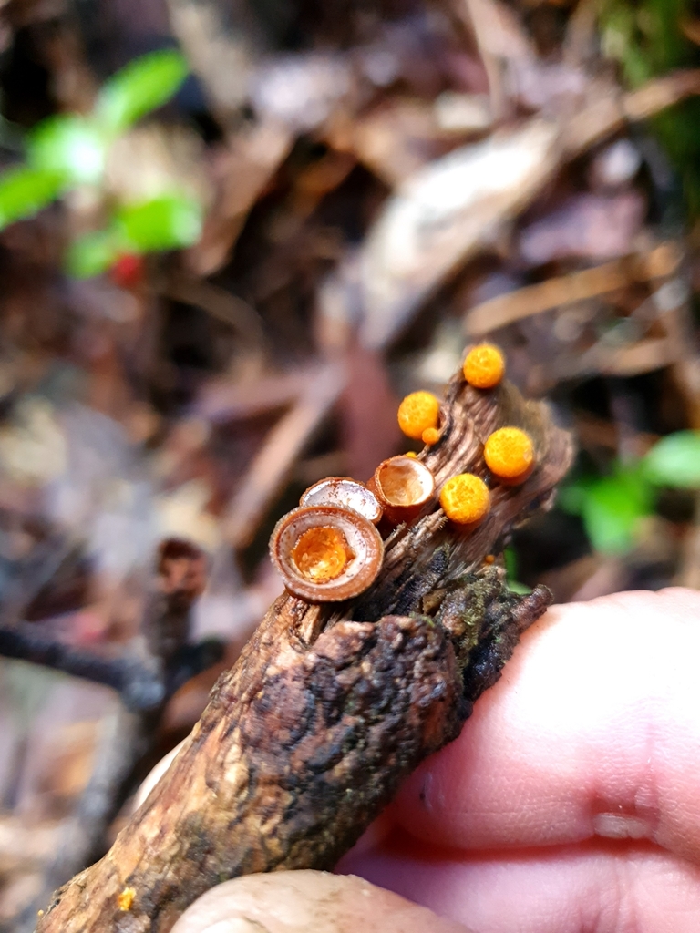 common bird's nest fungus from Ruatoria 4083, New Zealand on April 07