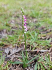 Spiranthes sinensis