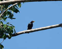 Ampeliceps coronatus