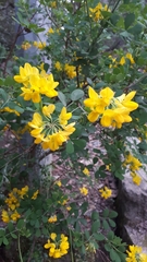 Hippocrepis emerus emerus