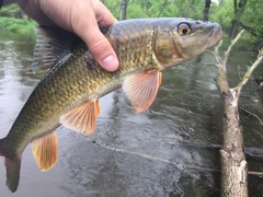 Moxostoma erythrurum