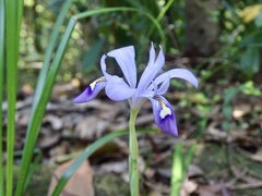 Iris speculatrix