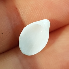 Apiocardia obovalis