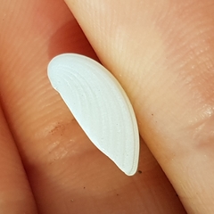 Apiocardia obovalis