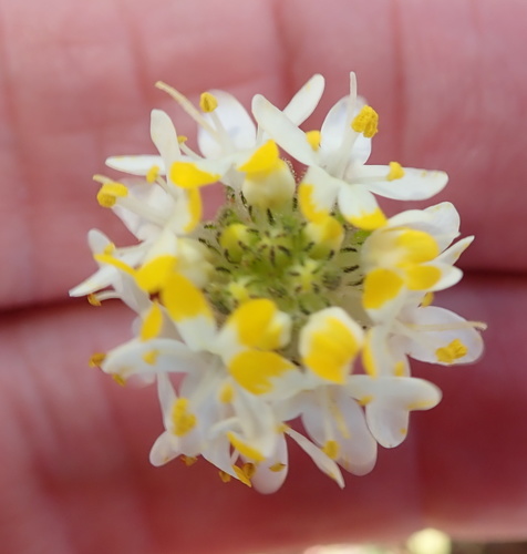 Image of Polycarena aurea by no rights reserved