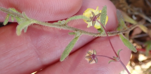 Image of Polycarena aurea by no rights reserved