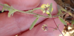Polycarena aurea