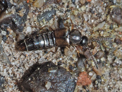 Nehemitropia lividipennis