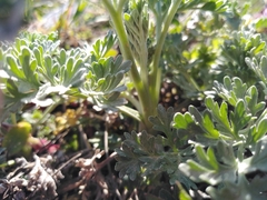 Artemisia absinthium