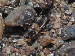 Nehemitropia lividipennis